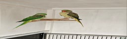 Parakeets birds for sale: Proven pair alexandraine  - Advert 3