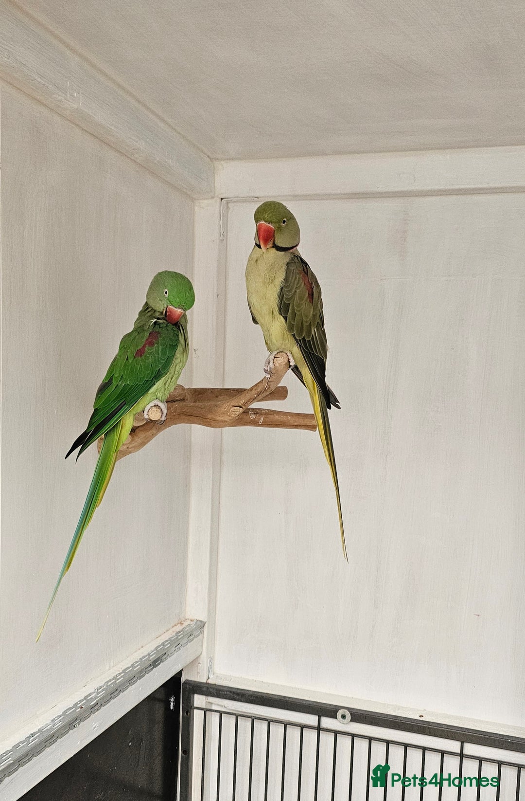 Parakeets birds for sale: Proven pair alexandraine  - Advert 3