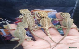 Dragon reptiles for sale: High end bearded dragons at pet prices  - Image 11