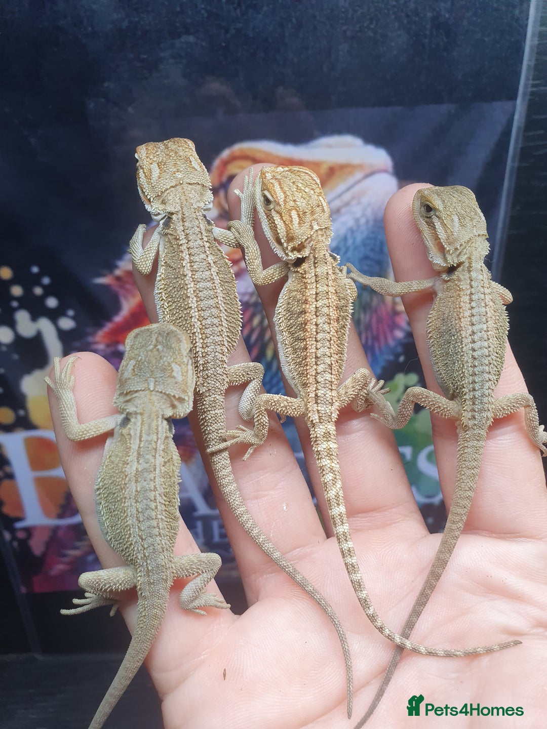 Dragon reptiles for sale: High end bearded dragons at pet prices  - Image 11