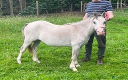 Welsh Section A horses for sale: Registered Welsh Section A yearling filly - Image 1