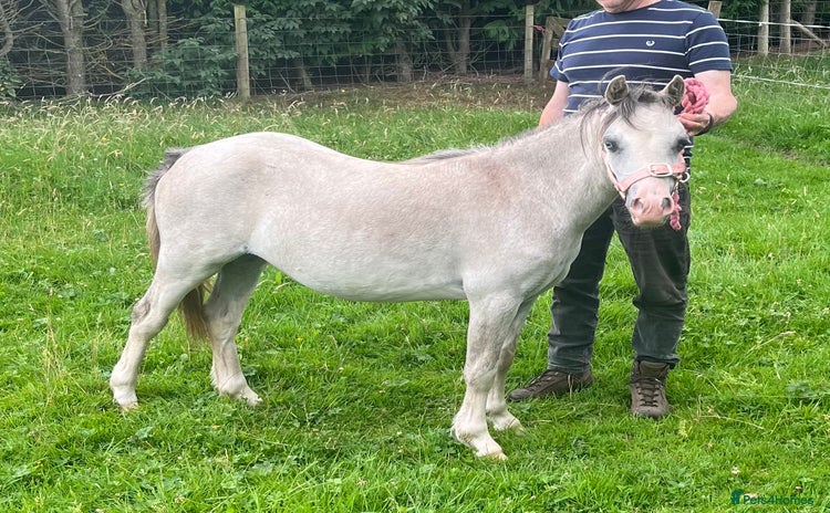 Welsh Section A horses - Advert 2