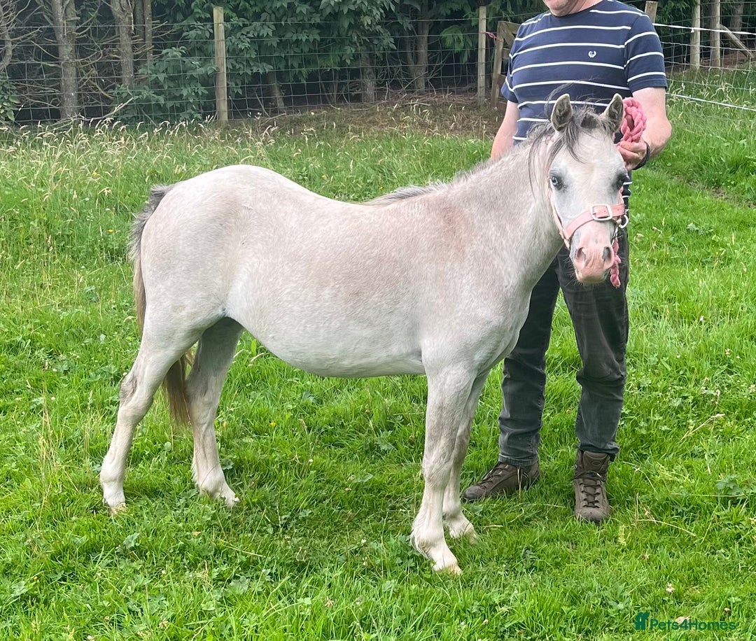 Welsh Section A horses for sale: Registered Welsh Section A yearling filly - Image 1