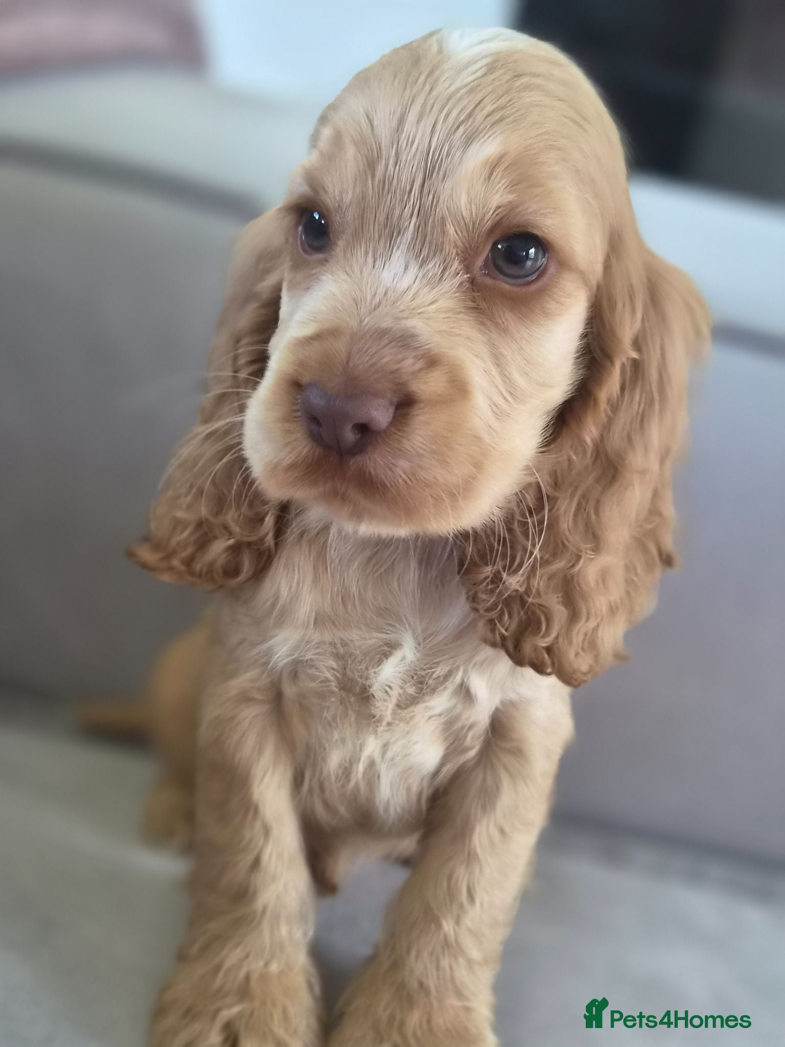Cocker Spaniel dogs !!KC Registered Beautiful show Cocker Spaniels!!!  - Advert 18