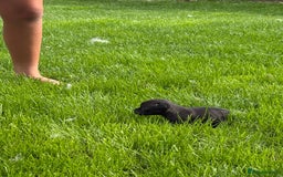 Pug dogs for sale: 2 beautiful babies - Image 1