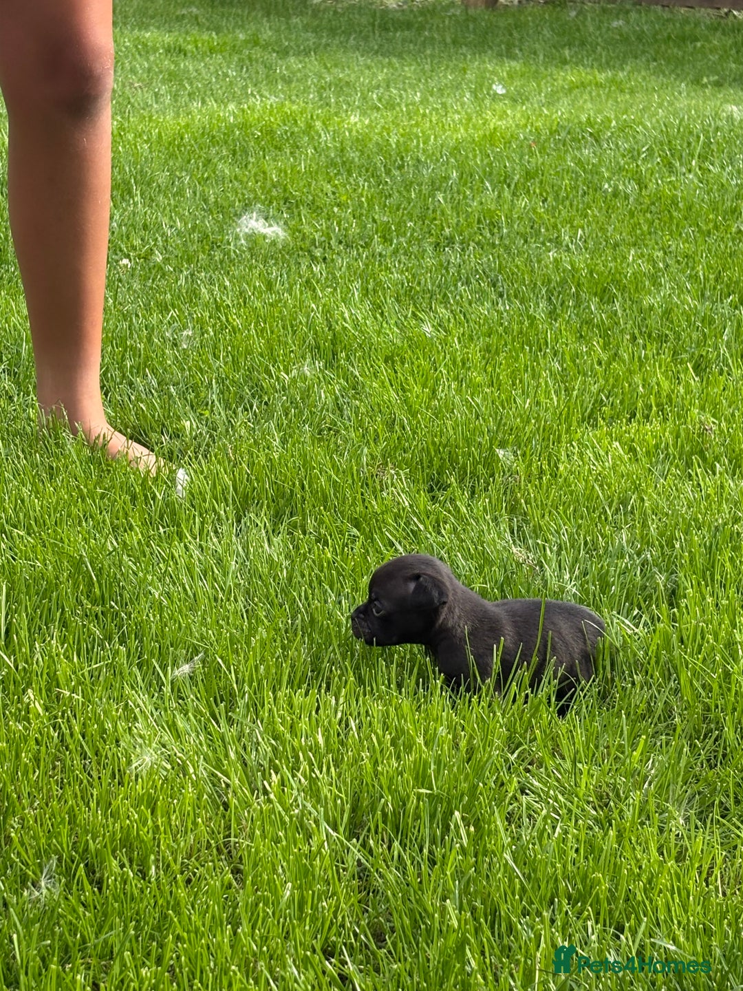 Pug dogs for sale: 2 beautiful babies - Image 1