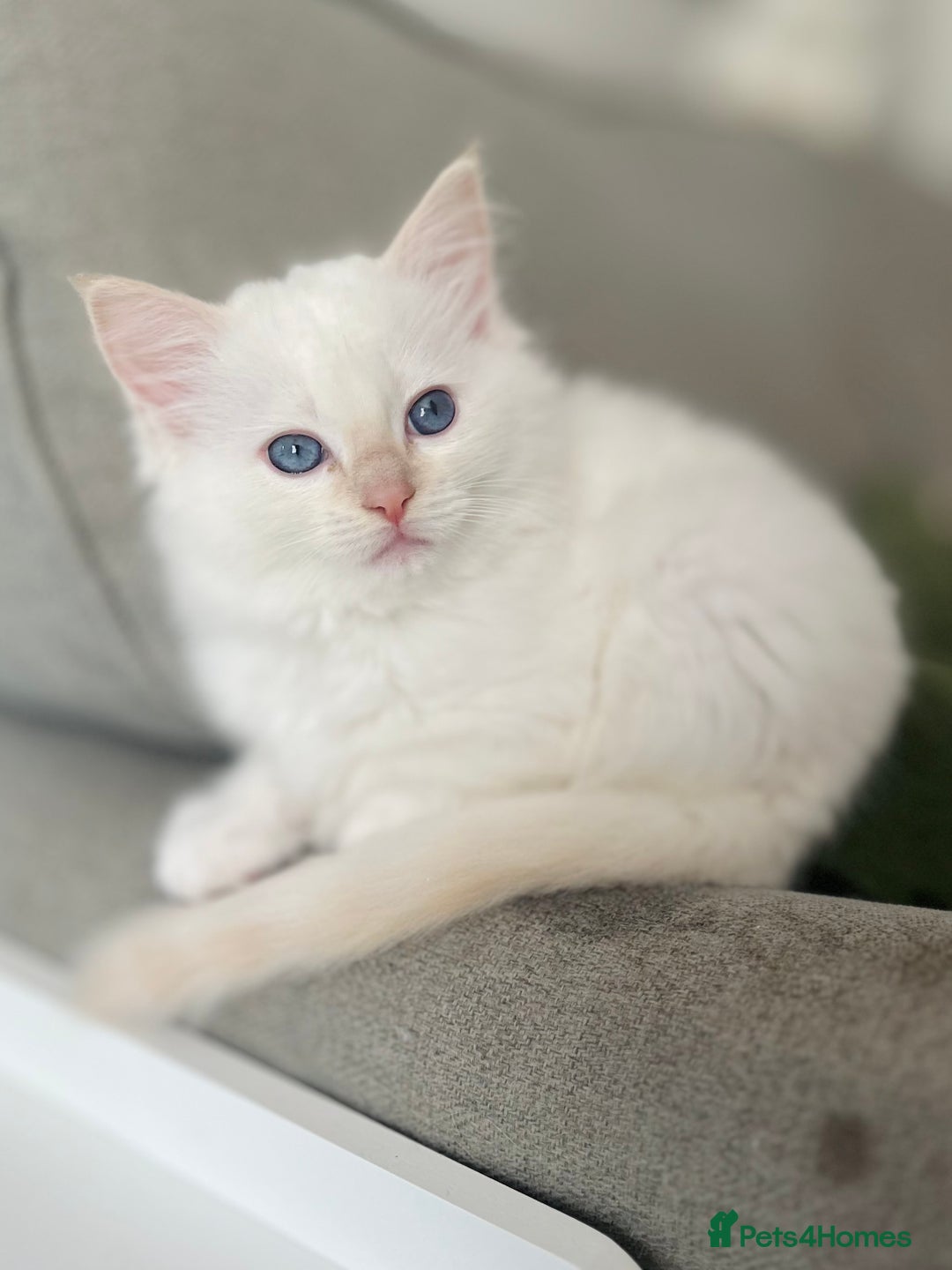 Ragdoll cats for sale: Stunning TICA reg Flame/Cream Boy - Image 37