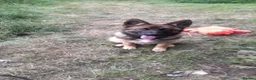 German Shepherd dogs for sale: Tye German shepherd  - Advert 6