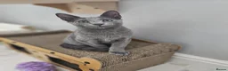 Russian Blue cats for sale: GCCF Registered Russian Blue Kittens – Ready Now  - Advert 7