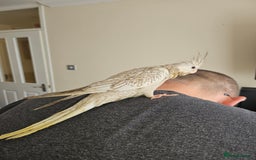 Cockatiels birds for sale: Handreared cockatiels  - Image 9