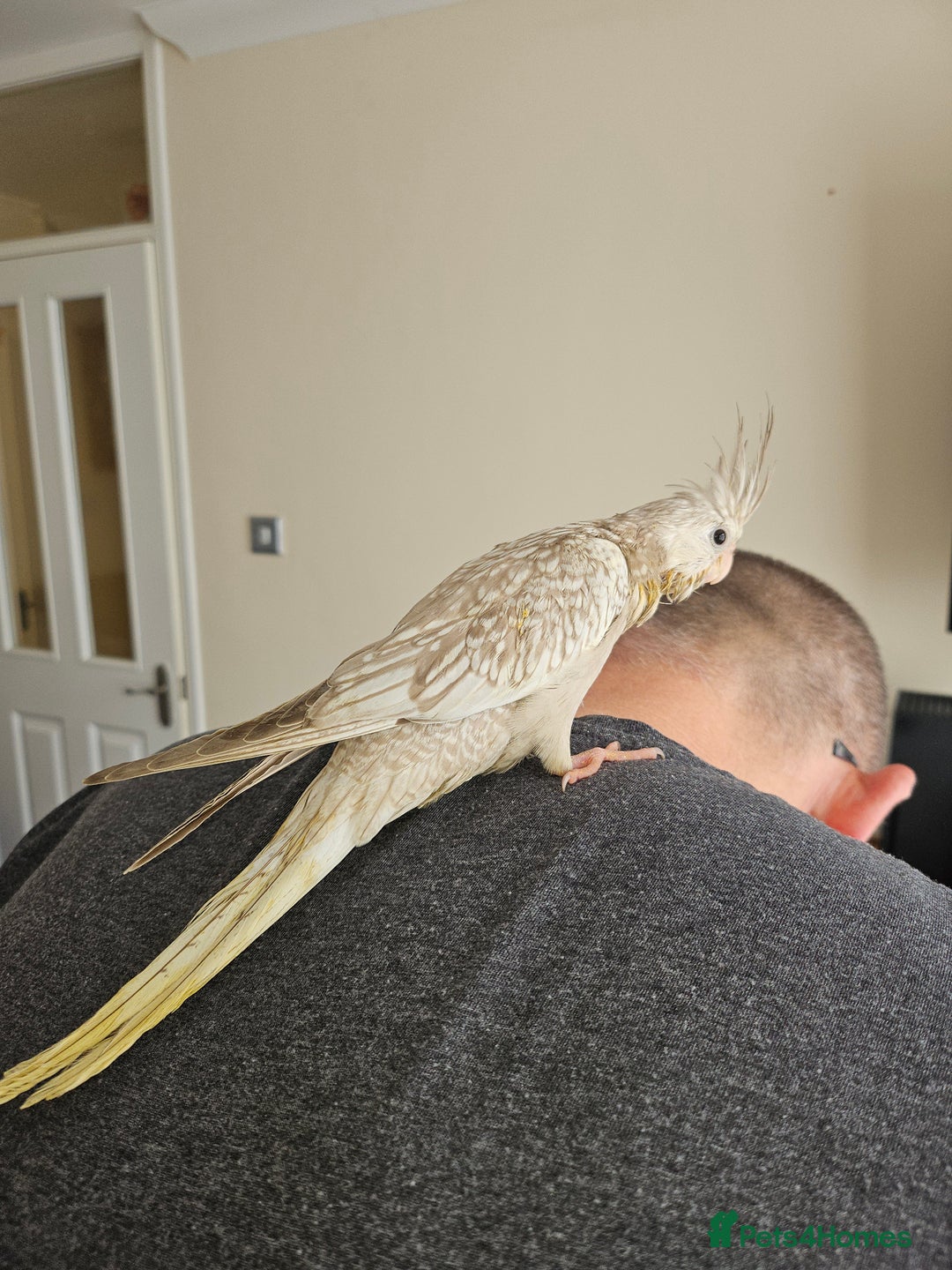 Cockatiels birds for sale: Handreared cockatiels  - Image 9
