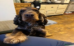 Cocker Spaniel dogs for stud: KC Superb example Classic SHOW Cocker Stud in Ruthin - Image 19