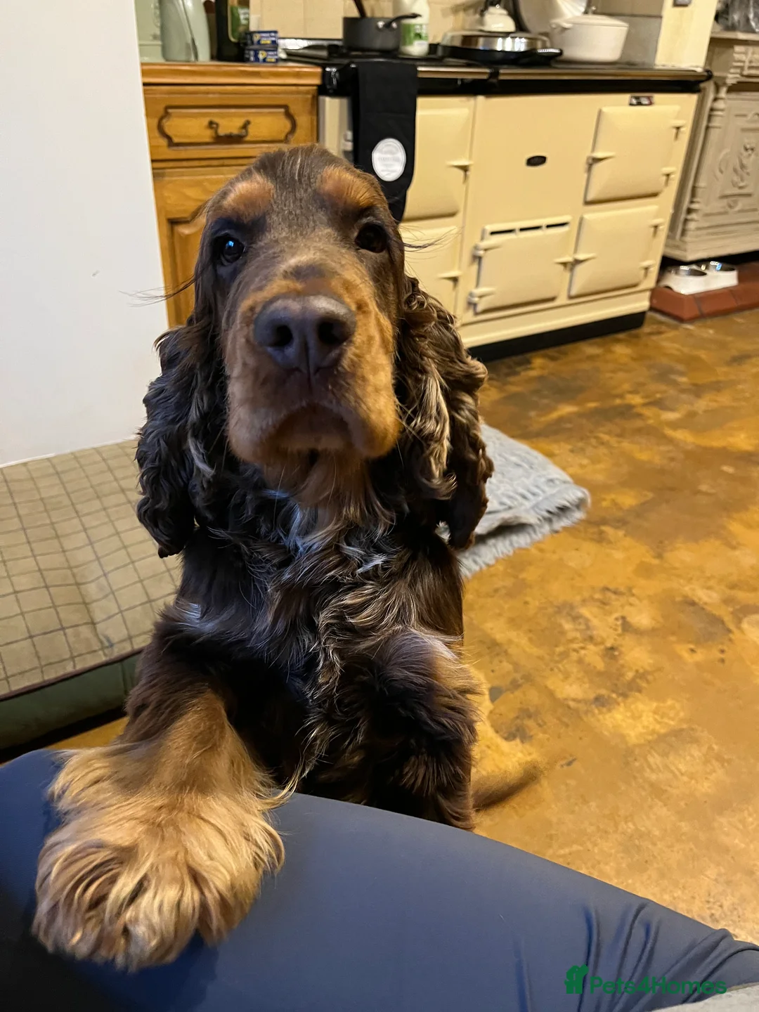 Cocker Spaniel dogs for stud: KC Superb example Classic SHOW Cocker Stud in Ruthin - Advert 19