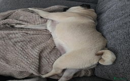 Pug dogs for sale: Betsy Pug - Image 8
