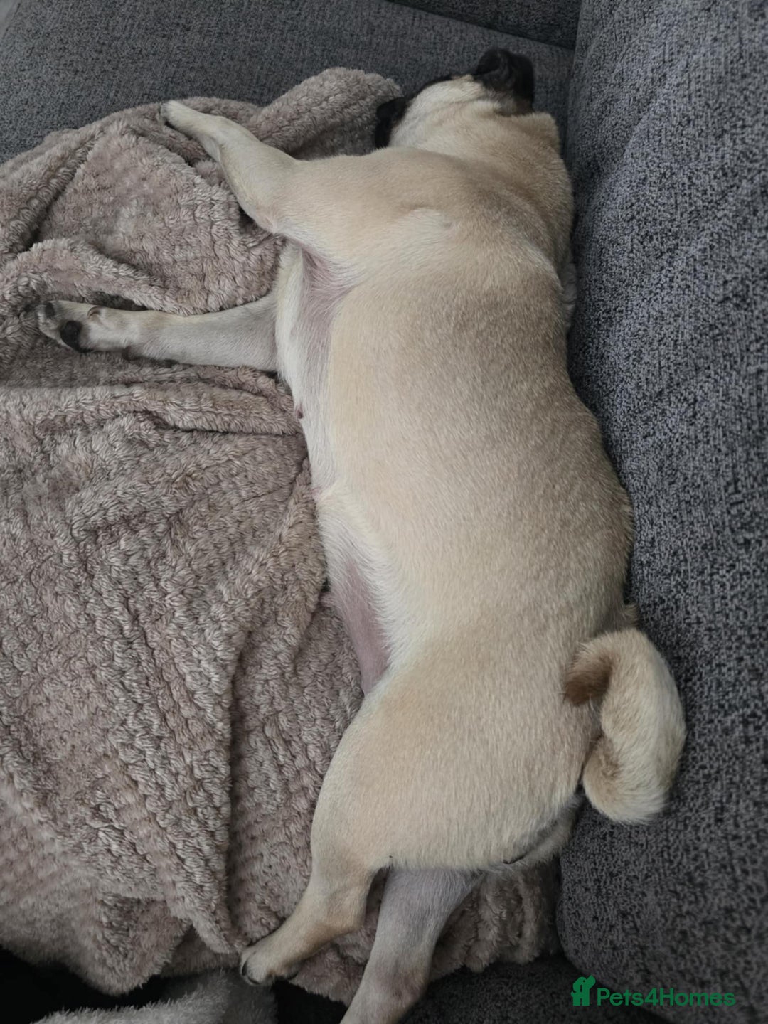 Pug dogs for sale: Betsy Pug - Image 8