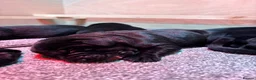 Labrador Retriever dogs for sale: Beautiful black lab puppies from strong kc lines - Advert 5