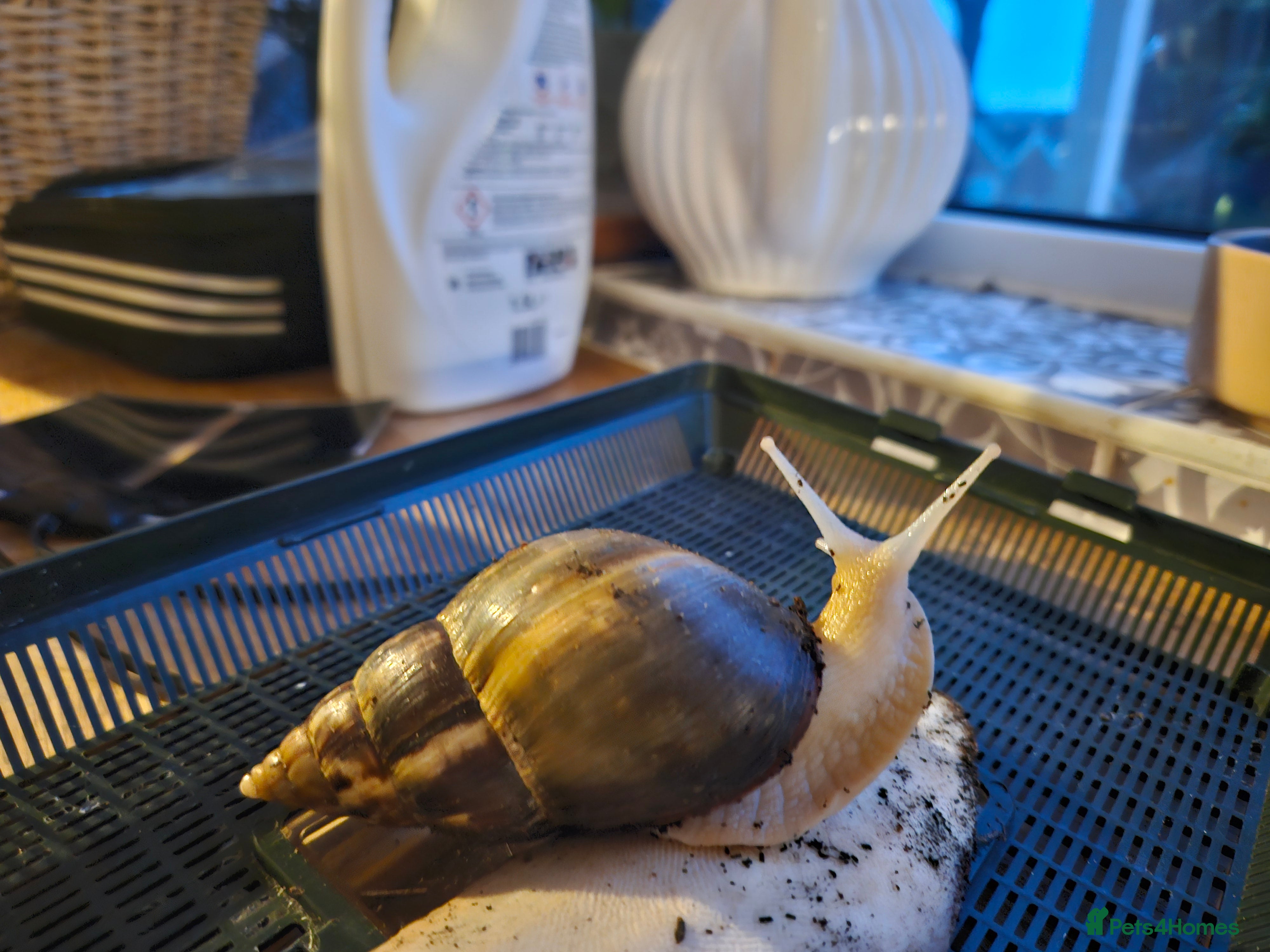 Snails invertebrates Free! To collect from Bromley incl set up - Advert 1
