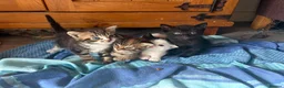 Mixed Breed cats for sale: 4 beautiful kittens for sale  - Advert 8