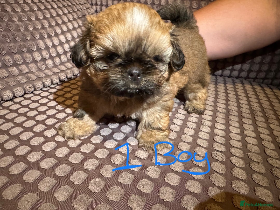 Shih Tzu dogs for sale: 5 beautiful Shih tzu puppies  - Image 5