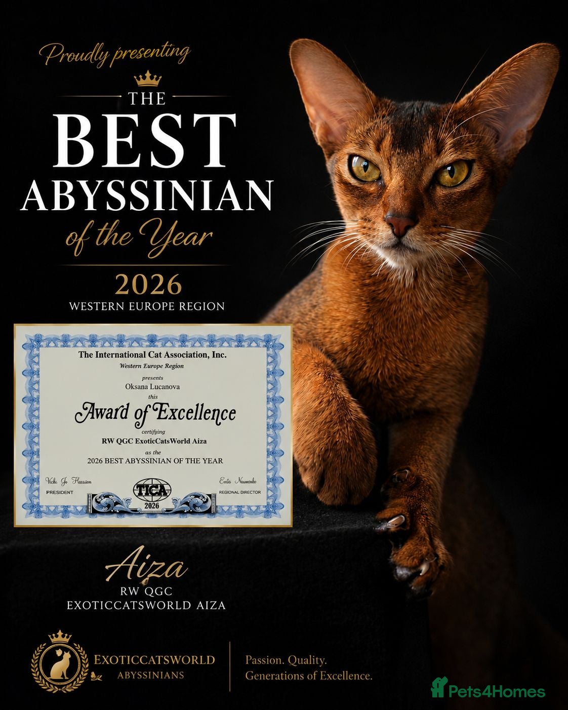 Abyssinian cats Abyssinian Kittens HCM Clear | Champion Bloodlines - Advert 2