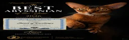 Abyssinian cats for sale: Abyssinian Kittens HCM Clear | Champion Bloodlines - Advert 8