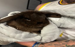 Mini Lop rabbits for sale: rabbit for sale  - Image 1