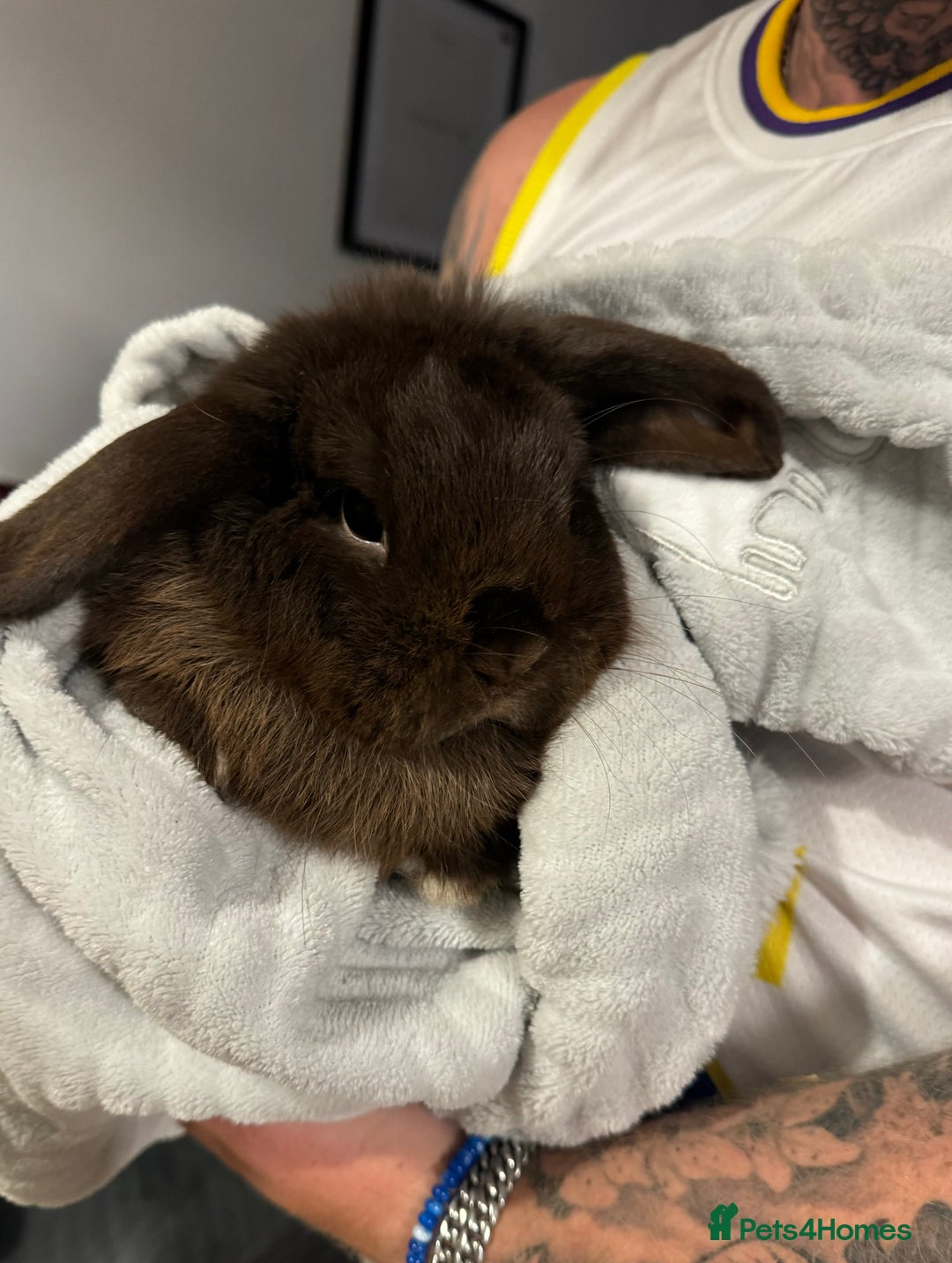 Mini Lop rabbits for sale: rabbit for sale  - Image 1