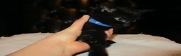 British Shorthair cats for sale: Kittens looking for a Loving Home - Advert 8