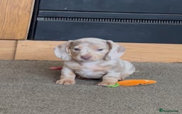 Miniature Dachshund dogs for sale: ✨ REDUCED! 3 OUTSTANDING QUALITY KC PUPS  ✨ - Image 18