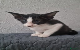 Oriental cats for sale: Oriental kittens - Image 7