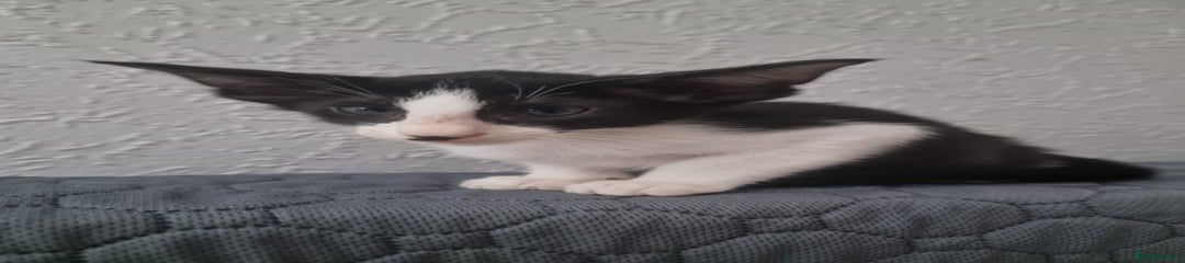 Oriental Kitten 1