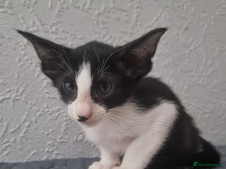 Oriental cats - Advert 4