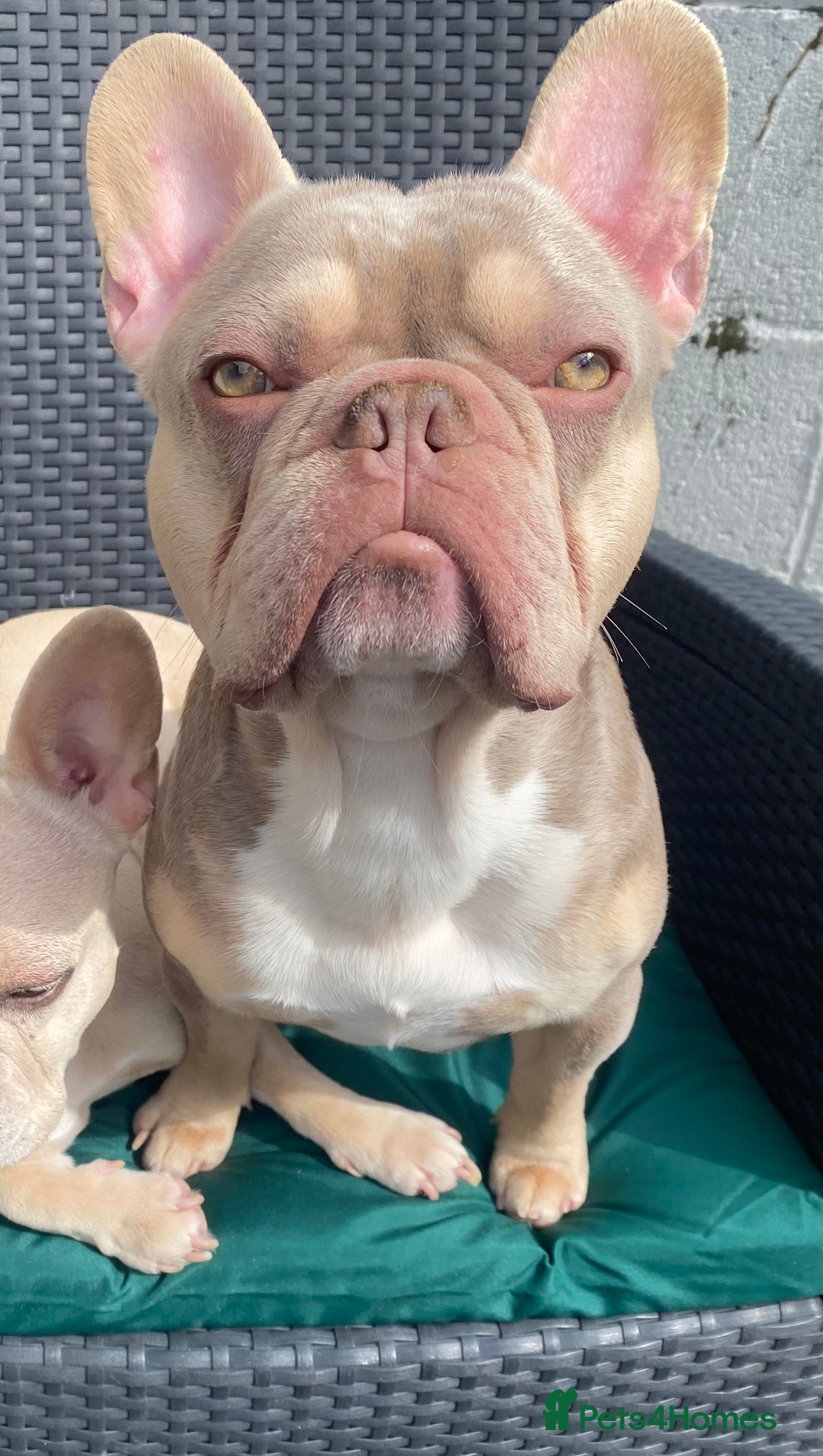 French Bulldog dogs for stud: Now FBCE GOLD! x OFFER- Fertility package inc in Matlock - Image 8
