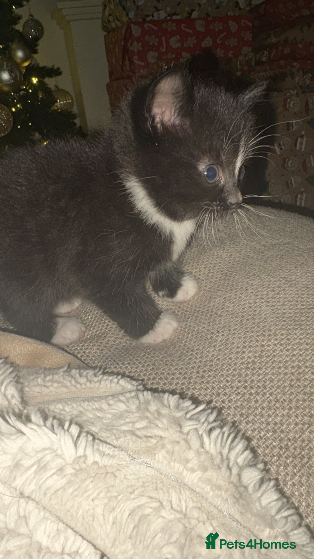 British Shorthair cats for sale: Beautiful kittens 3 girls 1 boy  - Advert 6