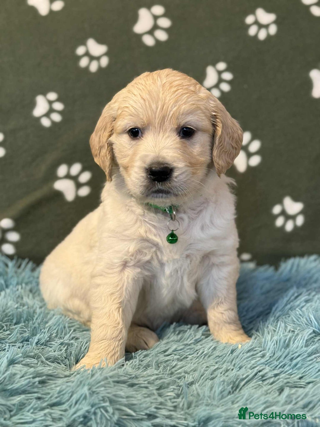 Golden Retriever dogs for sale: Stunning health tested Golden Retriever Puppies  - Advert 28