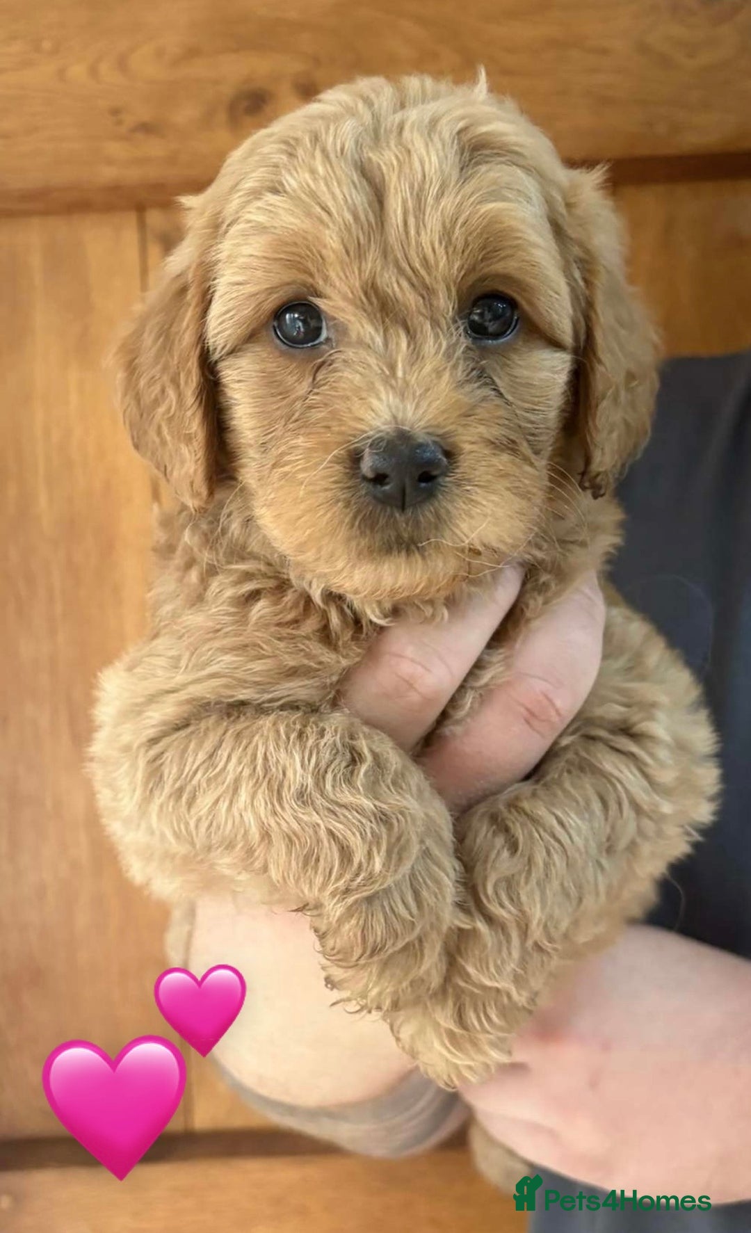 Mixed Breed dogs for sale: 8 Gorgeous Golden doodles  - Image 2