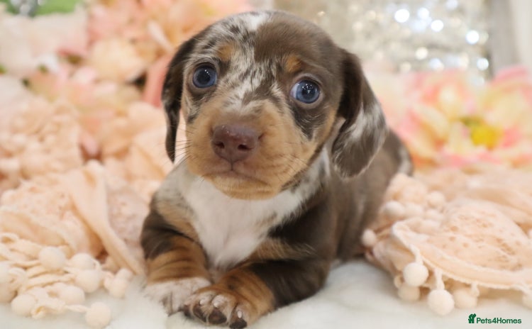 Miniature Dachshund dogs - Advert 2