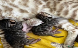 Bengal cats for sale: Pure Bengal Kittens, Ready NOW  - Image 2