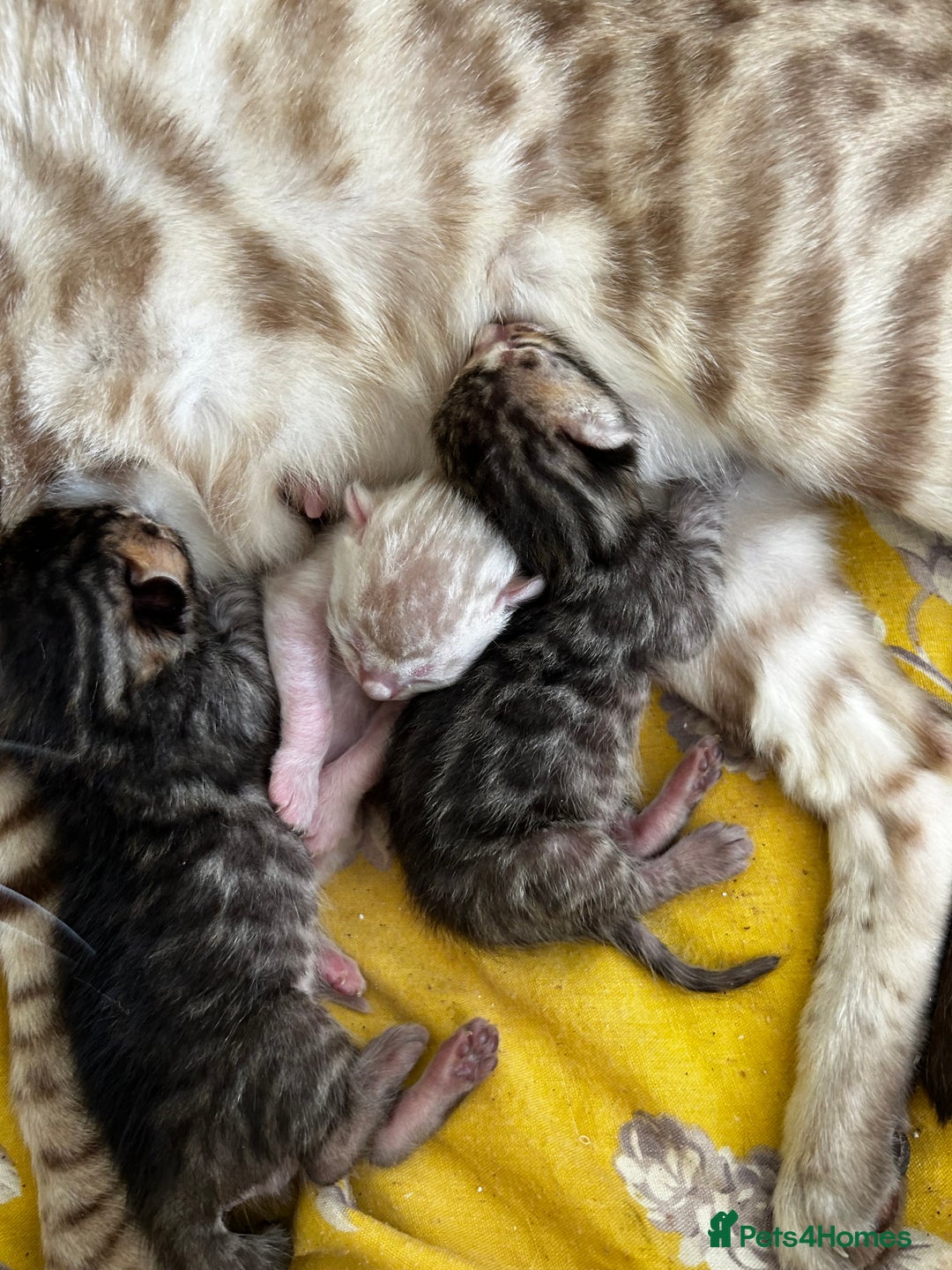 Bengal cats for sale: Pure Bengal Kittens, Ready NOW  - Image 2