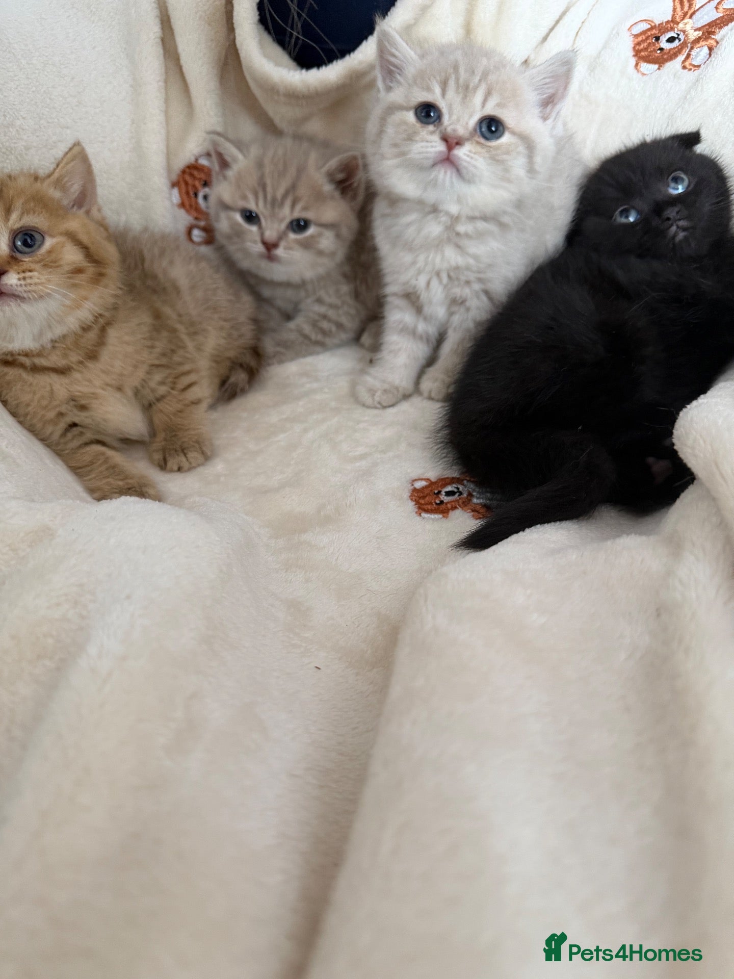 Scottish Fold cats Exceptional litter of Scottish fold/ straight😍😍 - Advert 1
