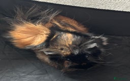 Guinea Pig rodents for sale: New home for two female guinea pigs - Image 2