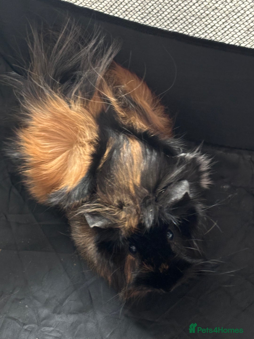 Guinea Pig rodents for sale: New home for two female guinea pigs - Image 2