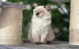 Ragdoll cats for sale: TICA, DNA tested, 5 gen pedigree  - Image 24