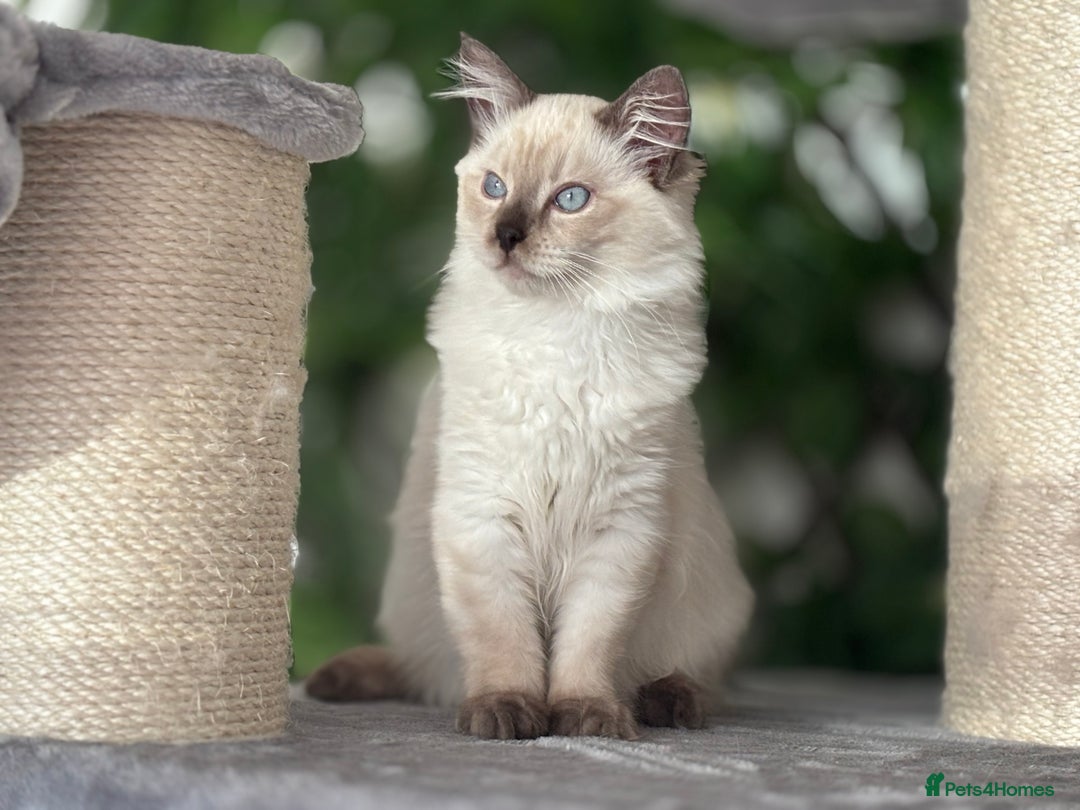 Ragdoll cats for sale: TICA, DNA tested, 5 gen pedigree  - Image 24