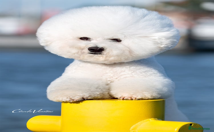 Bichon Frise dogs in Taunton - Advert 2