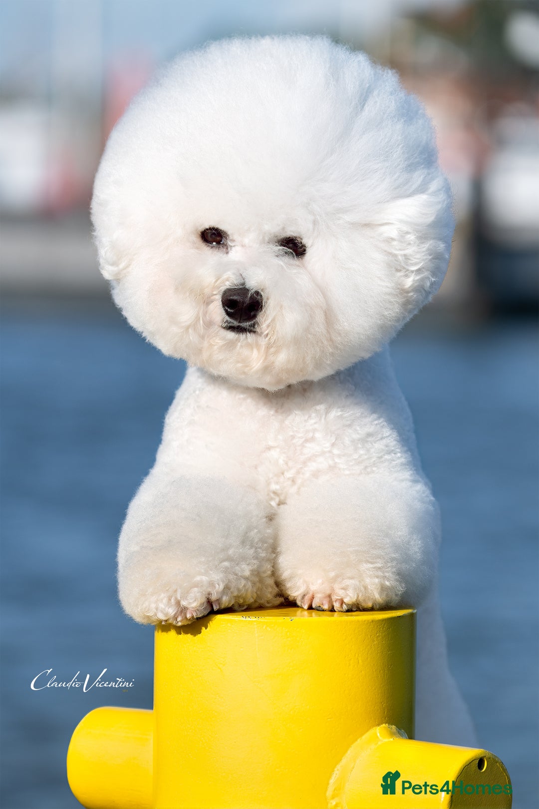 Bichon Frise dogs for stud:  Vice World Winner '25  for Stud in Taunton - Image 1