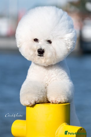 Bichon Frise dogs in Taunton - Advert 1