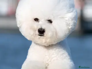 Bichon Frise dogs Vice World Winner '25 for Stud in Taunton - Advert 1