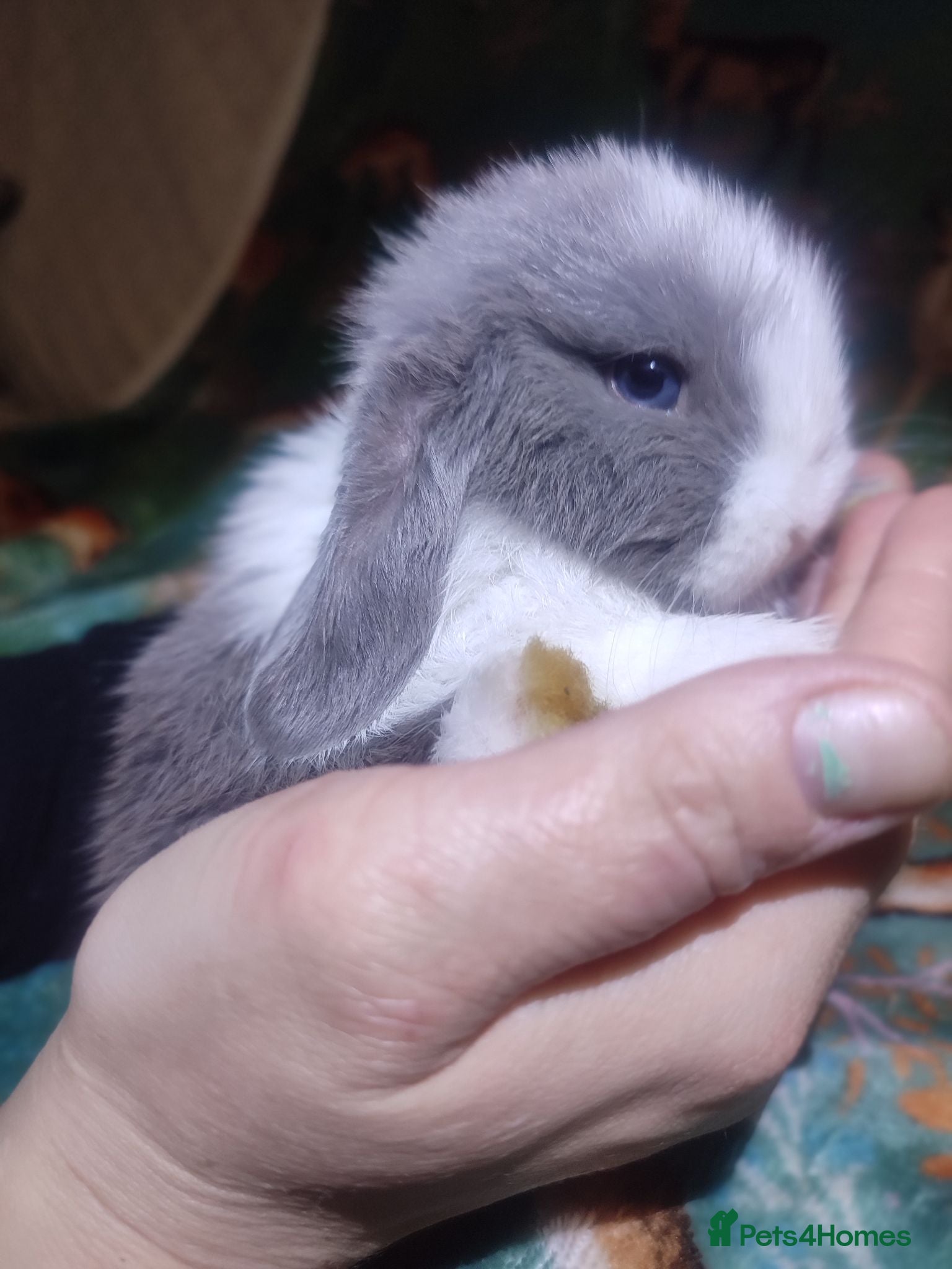 Mini Lop rabbits Baby Mini Lops - Advert 2