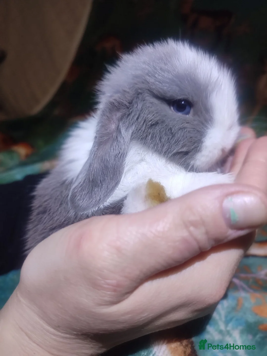 Mini Lop rabbits for sale: Baby Mini Lops - Advert 1
